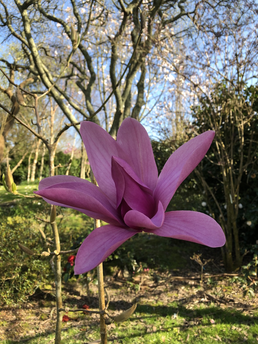 Caerhays Surprise